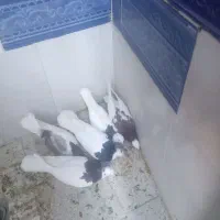 صده طوقی پنج عدد|پرنده|سبزوار, کهنه آب|دیوار