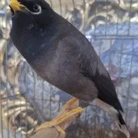 مرغ مینا|پرنده|تهران, صاحب الزمان|دیوار