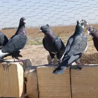 6سیاه پلنگ|پرنده|کشکوئیه, |دیوار