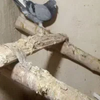 پرنده گم شده اطراف دیواندره