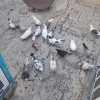 کفتر یا کبوتر
