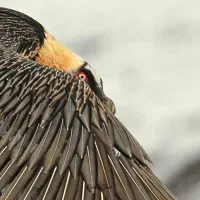 طلای شکسته