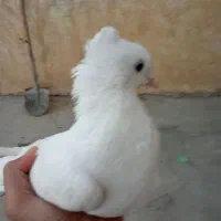 کفتر|پرنده|مسجد سلیمان, |دیوار