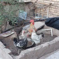 مرغ و خروس