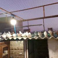 کبوتر رنگی پرشی بشرط پرواز|پرنده|خرمدره, |دیوار