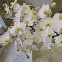 دسته گل عروس با گل ارکیده سفید ( گلفروشی گلاریس )