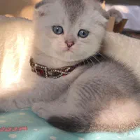 دنیای گربه های اسکاتیش فولد اصیل|گربه|رشت, دیلمان|دیوار