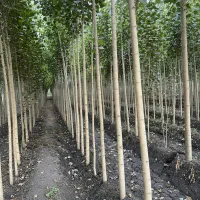 خرید نــهال صــنوبر اصل مستقیم از تولیدکننده