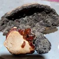 درختی فوق العاده زیبا|گل و گیاه طبیعی|رشت, دباغیان|دیوار