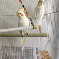 دو عدد عروس هلندی لوتینو نر سایز بزرگ|پرنده|بلداجی, |دیوار