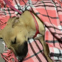 سگ واگذاری|سگ|اسلامشهر, مظفریه|دیوار