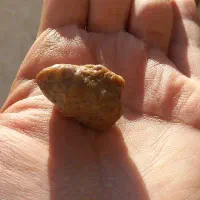 فسیل مار