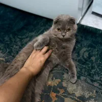 گربه اسکاتی ۱۶ ماهه|گربه|ساری, |دیوار