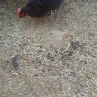 مرغ تخمی|حیوانات مزرعه|نهبندان, |دیوار