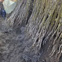 فروش عمده نهال صنوبر یک تا سه ساله|خدمات باغبانی و درختکاری|پارس‌آباد, |دیوار