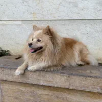 سگ گمشده|حیوانات|رشت, پاستوریزه|دیوار