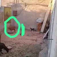 بز ماده آبستن