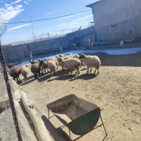 میش آبستن و میش بره|حیوانات مزرعه|زاغه, |دیوار