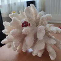 مرجان شاخ گوزنی طبیعی اصل|ماهی|تهران, وحیدیه|دیوار