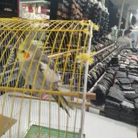 عروس هلندی نر|پرنده|آستارا, |دیوار