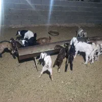 فروش بزه کهره دار