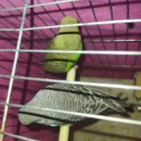 مرغ عشق|پرنده|زنجان, |دیوار