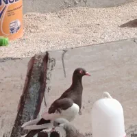 کفتر یهودی|پرنده|مرودشت, ابوذر شمالی|دیوار