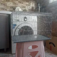 قفس پرنده
