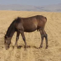 نریان|اسب و تجهیزات اسبسواری|تبریز, |دیوار