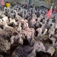 فروش جوجه بوقلمون بابهترین نژادهای موجوددرکشور
