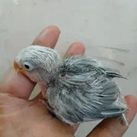 کوتوله سرلاکی پاربلو یووینگ سرسفید