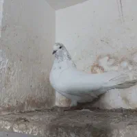 کبوتر پرشی|پرنده|مینودشت, |دیوار