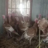 30عد تخم نطفه دار|حیوانات مزرعه|نجف‌آباد, جوزدان|دیوار