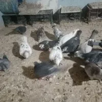 پرنده|پرنده|تربت‌حیدریه, پائین ولایت|دیوار