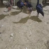 مرخ خروس لاری