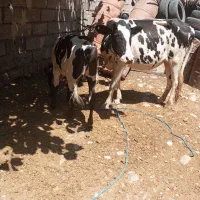 گاو گوساله نر گاو ۴ماه آبستن