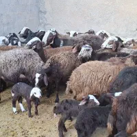فروش ۳۰راس میش داشتی سالم جوان|حیوانات مزرعه|بروجرد, |دیوار