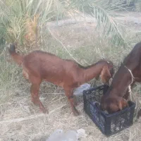 بترین بز دنیا