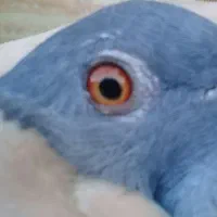 کفتر|پرنده|جیرفت, |دیوار