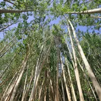 فروش نــهـاـل صــنوبــر مرغوب تحویل سریع و مطمئن