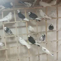 کبوتر بلندپرواز بومهن