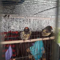 یه جفت گلبسر نر سالم سرحال