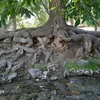 گمشده