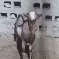 نری سرمست پچی|حیوانات مزرعه|بندرعباس, |دیوار