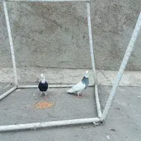 کبوتر رنگی|پرنده|شوشتر, |دیوار