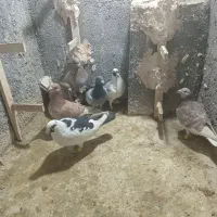 کفتر پرشی بام زدو خوردی|پرنده|اسفراین, |دیوار