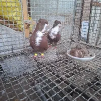 سرخ ریش یا گلی سینه دق جفت