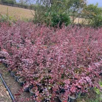 تولیدو فروش گلهای بیرونی و کاج لاوسون|خدمات باغبانی و درختکاری|عباسآباد, |دیوار