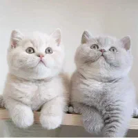 گربه‌های اصیل/ نژاد برتر