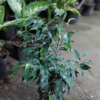 گل های آپارتمانی|گل و گیاه طبیعی|ساوه, |دیوار